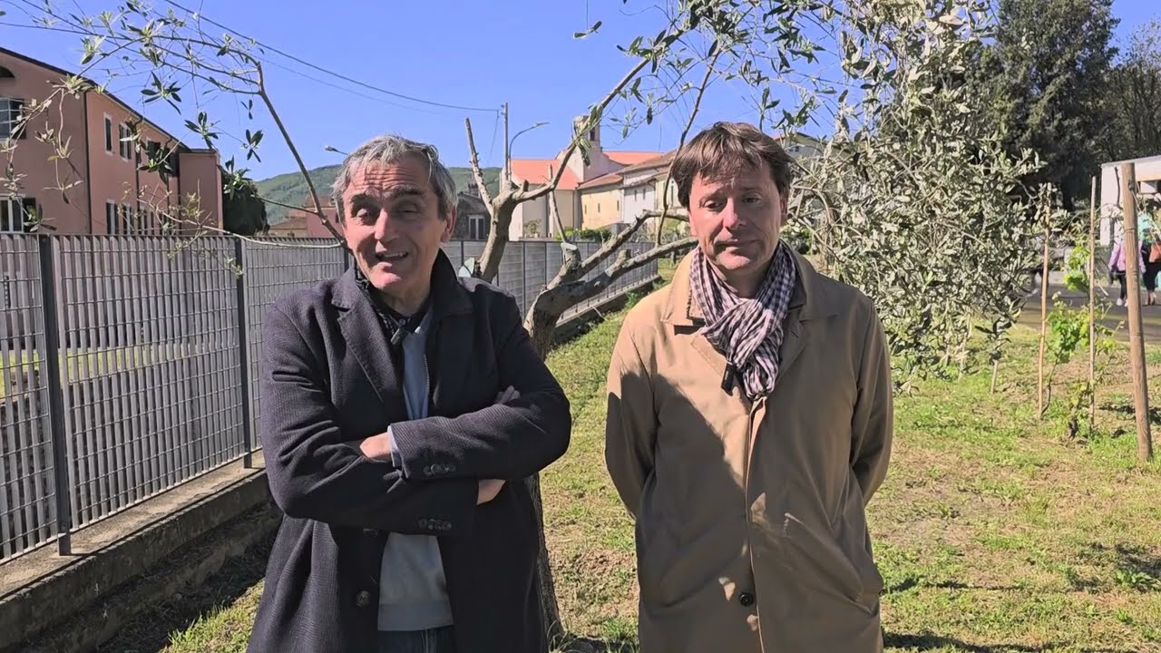 Arzelà di Sarzana, Iren regala 30 ulivi tolti da Saliceti per il biodigestore