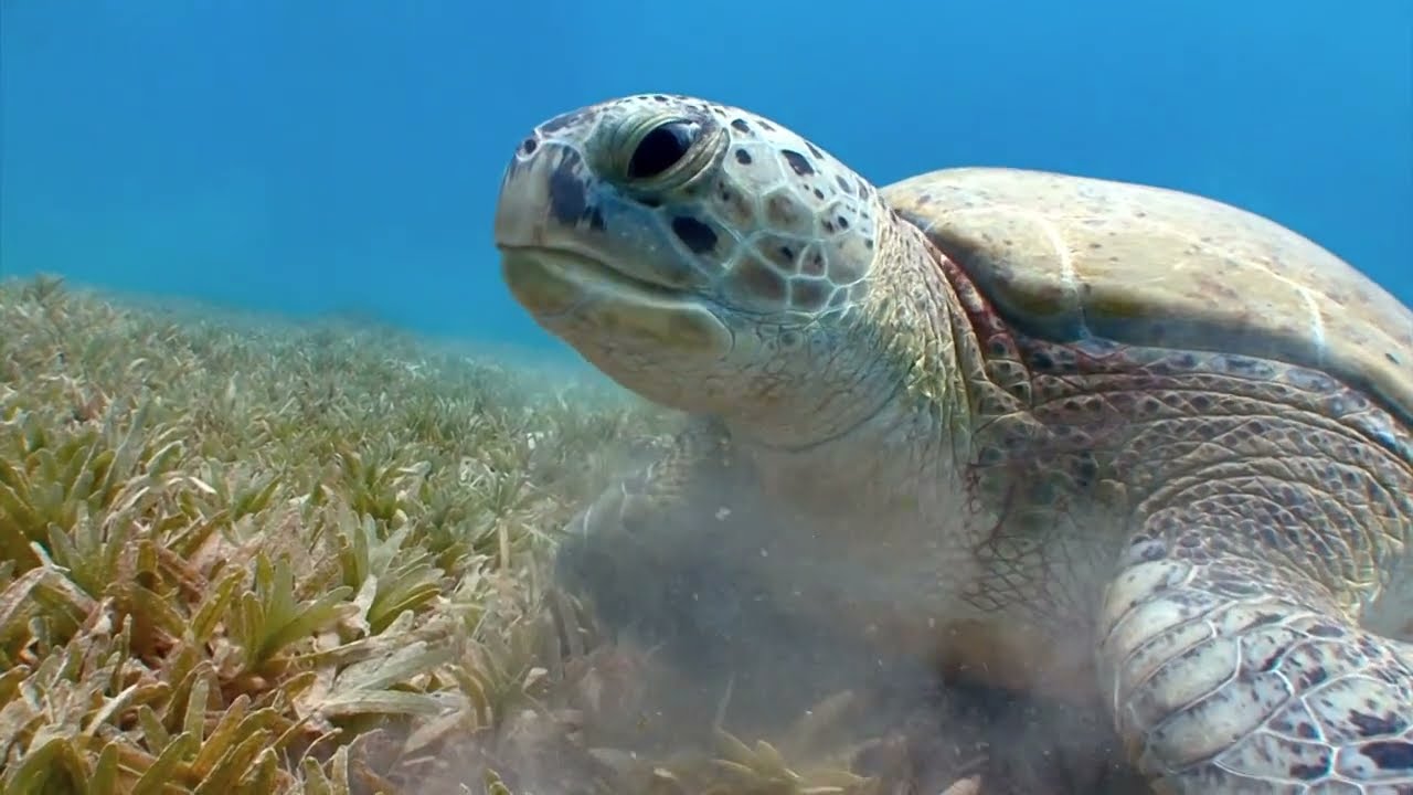 Tartarughe marine, Legambiente e comuni per la protezione dei nidi