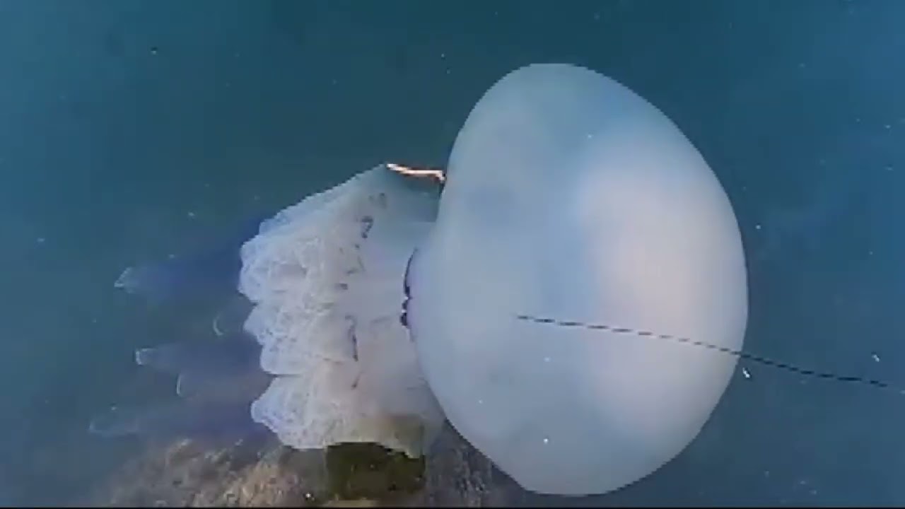 Le meduse proliferano anche sulle coste spezzine