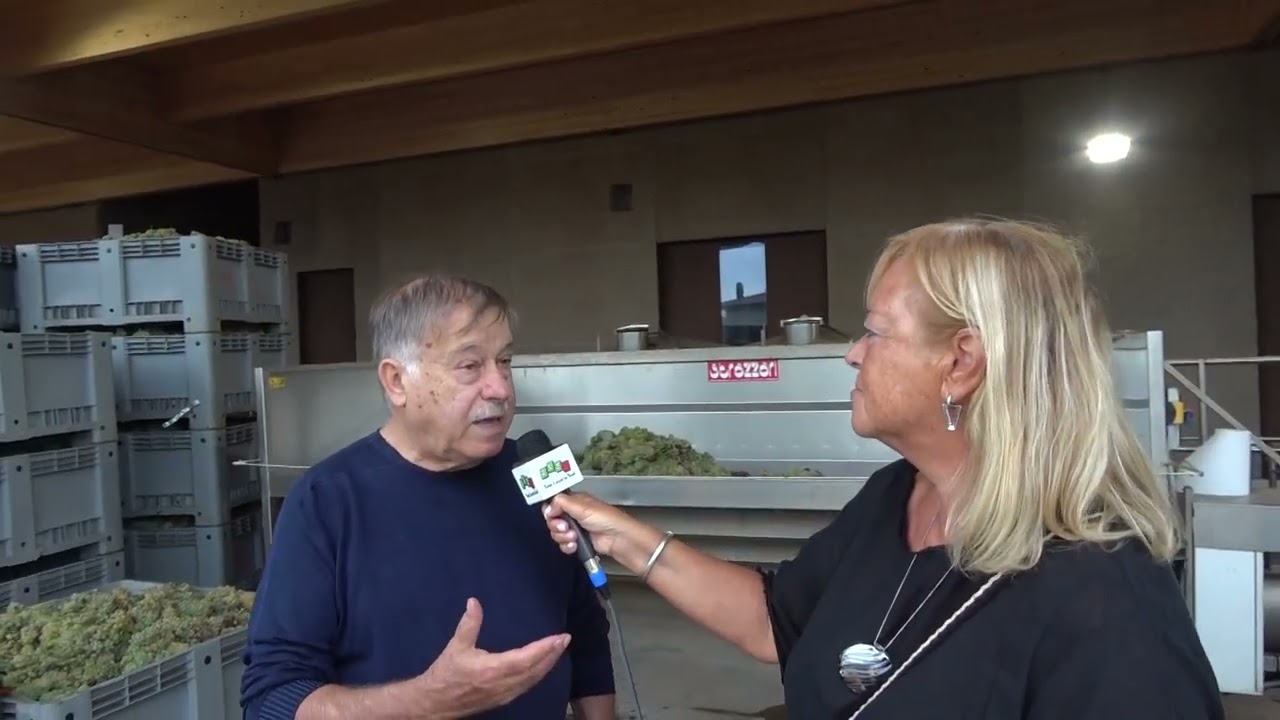 La vendemmia a Luni