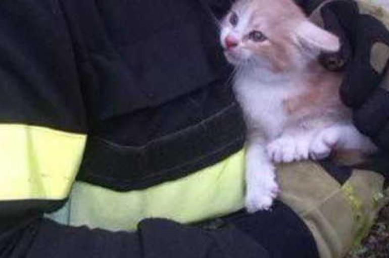 Due mezzi in bilico su un precipizio: i Vigili del Fuoco salvano anche un gattino in un’intercapedine
