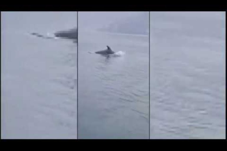 Delfini tursiopi dentro diga nel Golfo della Spezia