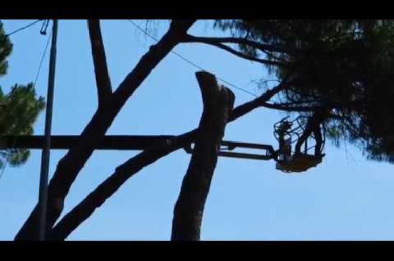 Taglio dei pini di Gaggiola, l’intervento di Italia Nostra