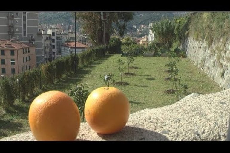 Ritornano le arance agli orti di San Giorgio