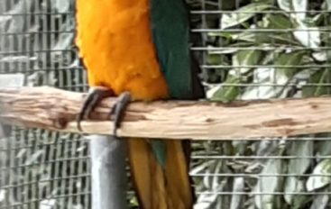 Sequestrato alla Spezia un pappagallo “Ara gluacularis”