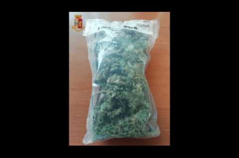 Sequestrate 15 piantine di marijuana nell’orto