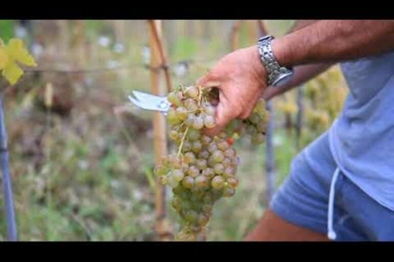 Nasce il Consorzio tutela vini liguri